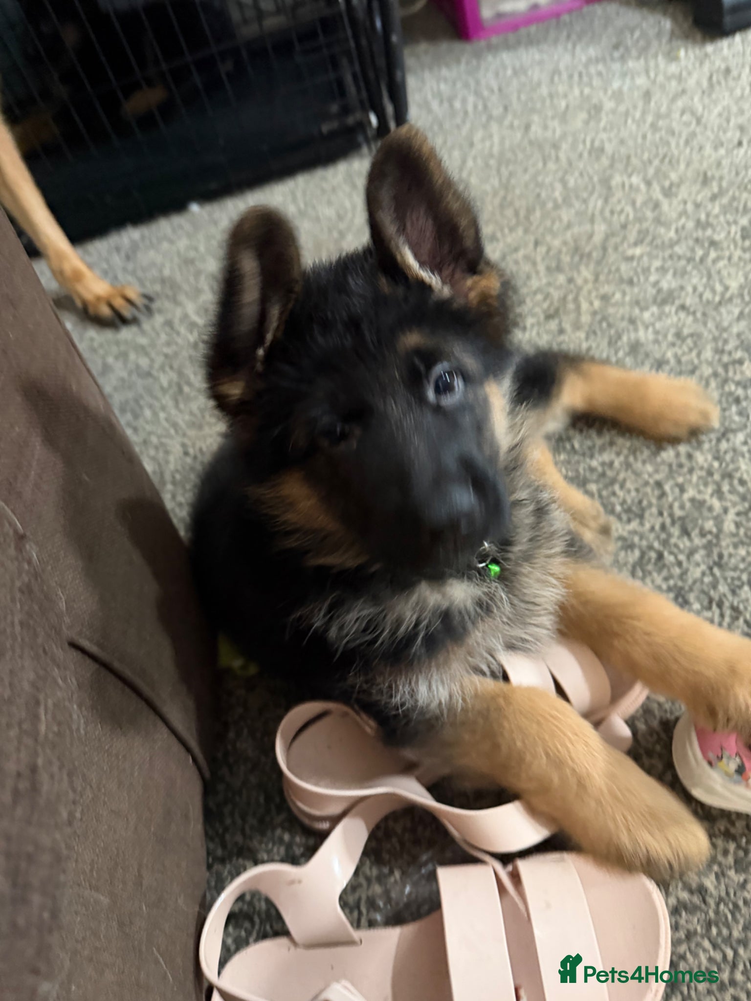 German Shepherd dogs LAST MALE LEFT  - Advert 12