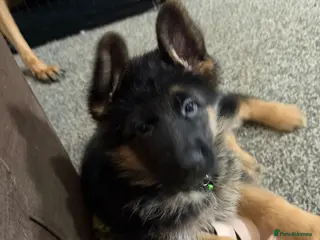 German Shepherd dogs LAST MALE LEFT - Advert 5
