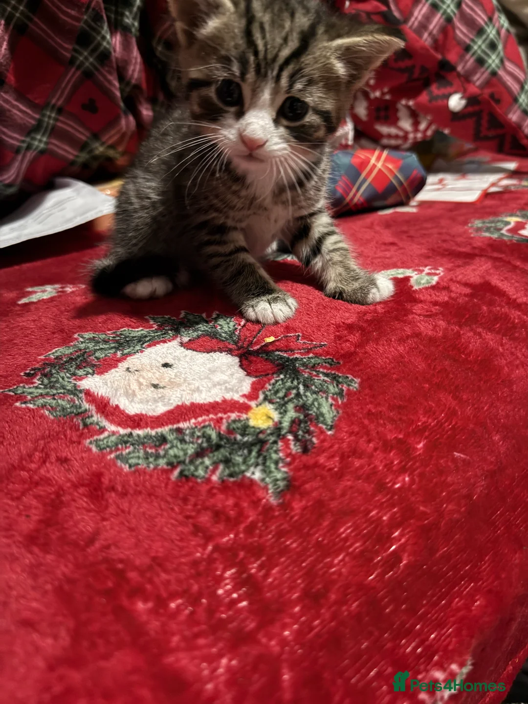 Domestic Shorthair cats for sale: 4 beautiful kittens ready for there forever homes  - Advert 7