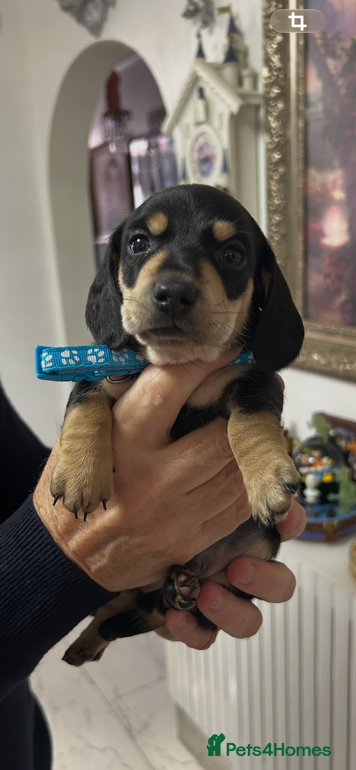 Miniature Dachshund dogs for sale: BEAUTIFUL MINIATURE DACHSHUND PUPPIES - Advert 2