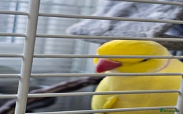 Parakeets birds for sale: Indian ring neck  - Image 3