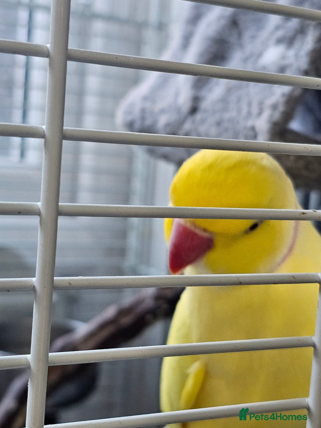 Parakeets birds for sale: Indian ring neck  - Image 3