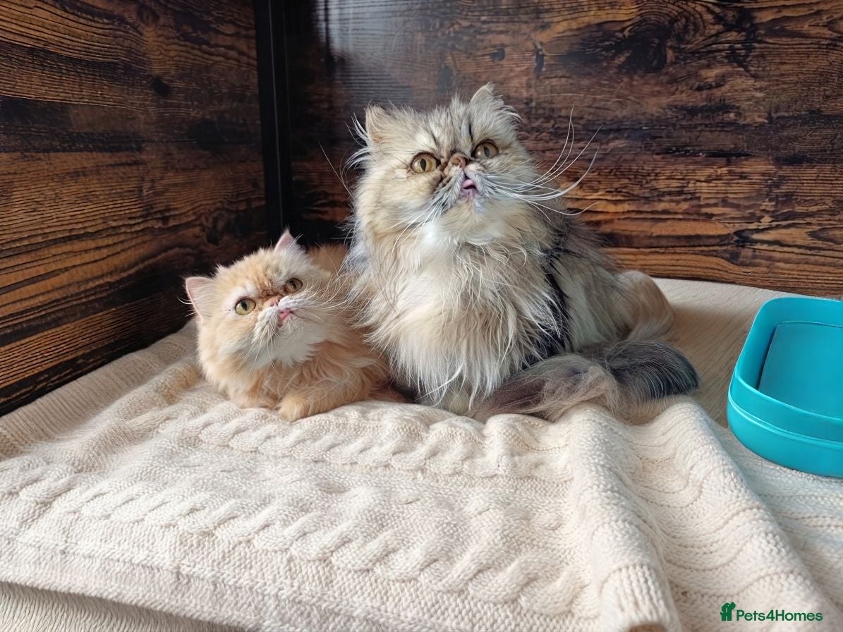 Persian cats 2 Persians looking for new homes - Advert 1