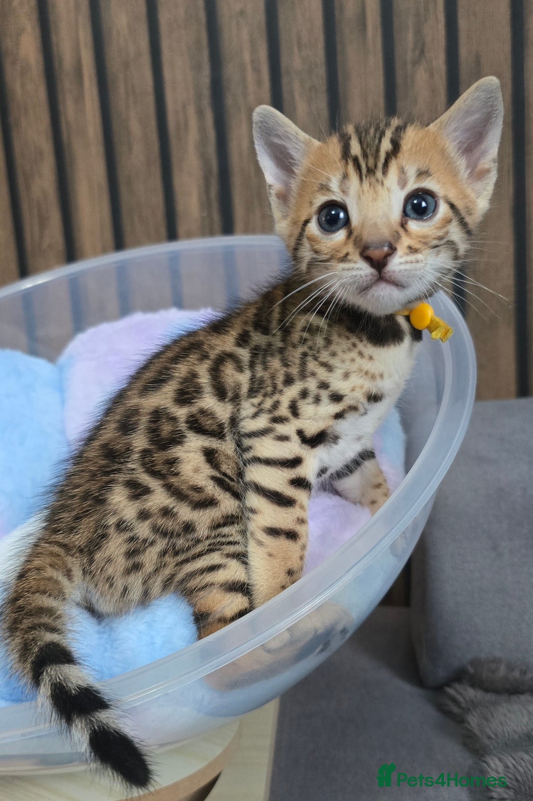 Bengal cats for sale: TICA Champion 2 boys available for reservation! - Advert 5
