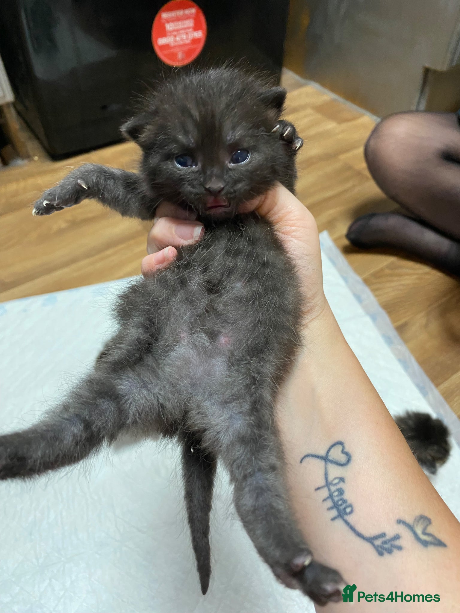 Mixed Breed Kitten 4