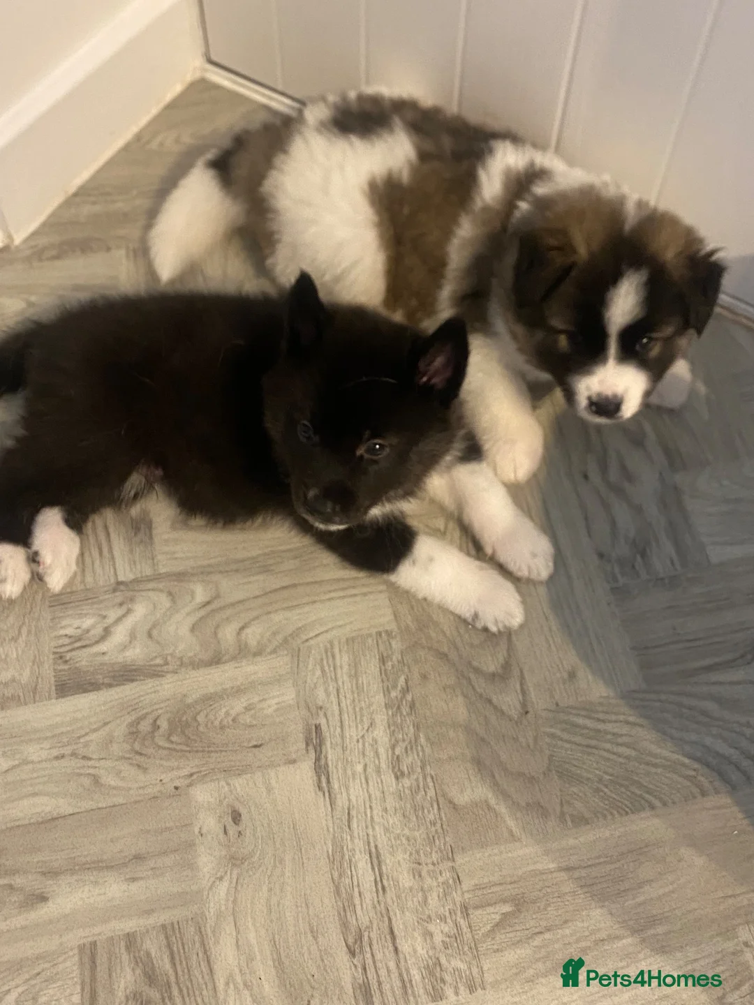 Akita dogs for sale: Husky/Akita  in Blackpool - Advert 2