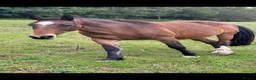 Other Breed horses for sale: Welsh part breed mare 15h - Advert 4