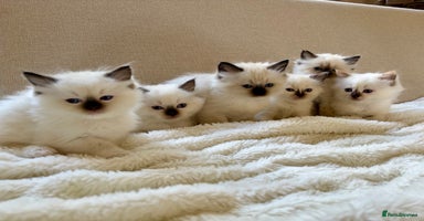 Ragdoll cats - Advert 13