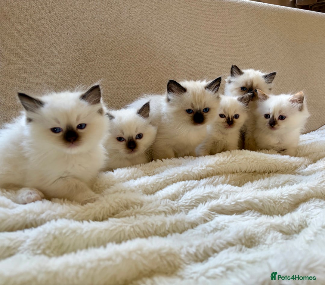 Ragdoll cats for sale: Beautiful Temperament Ragdoll Kittens  - Image 2