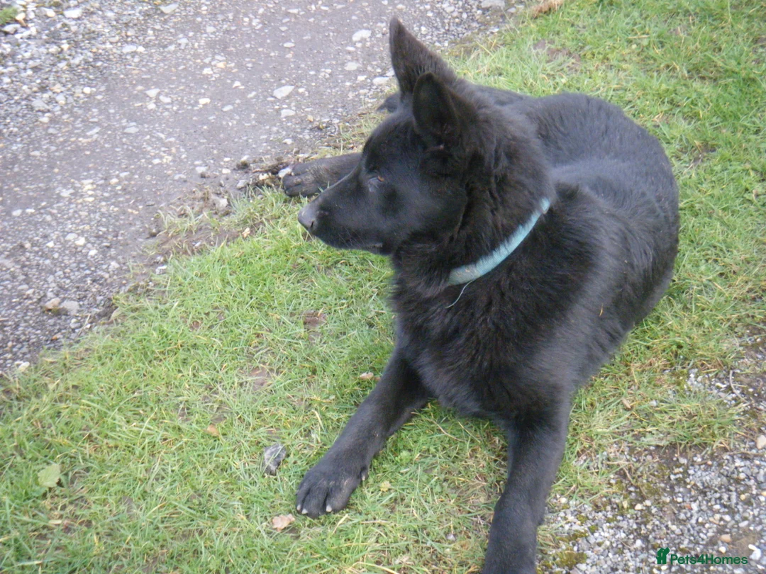 German Shepherd dogs for sale: German Shepherd (GSD) pups (born 04/07/2025) in Newbury - Advert 4