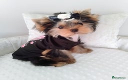 Yorkshire Terrier dogs for sale: 🖤Gorgeous yorkie girl available 🖤 - Advert 3