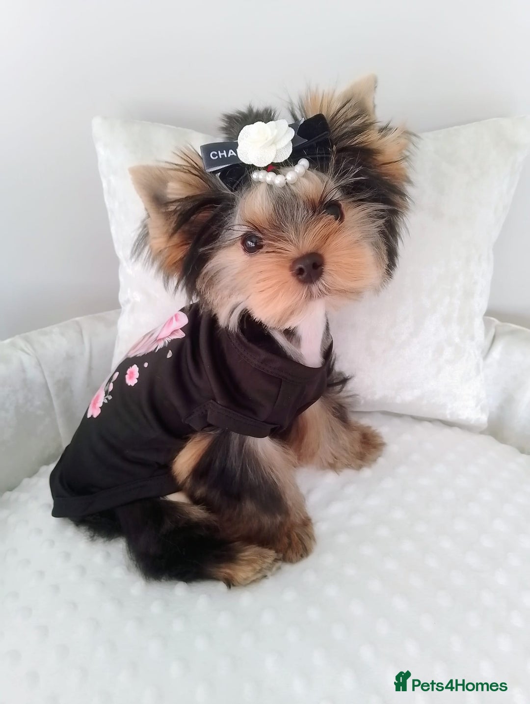 Yorkshire Terrier dogs for sale: 🖤Gorgeous yorkie girl available 🖤 - Advert 3