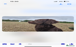 Cocker Spaniel dogs for sale: Cocker spaniel puppy’s  - Advert 6