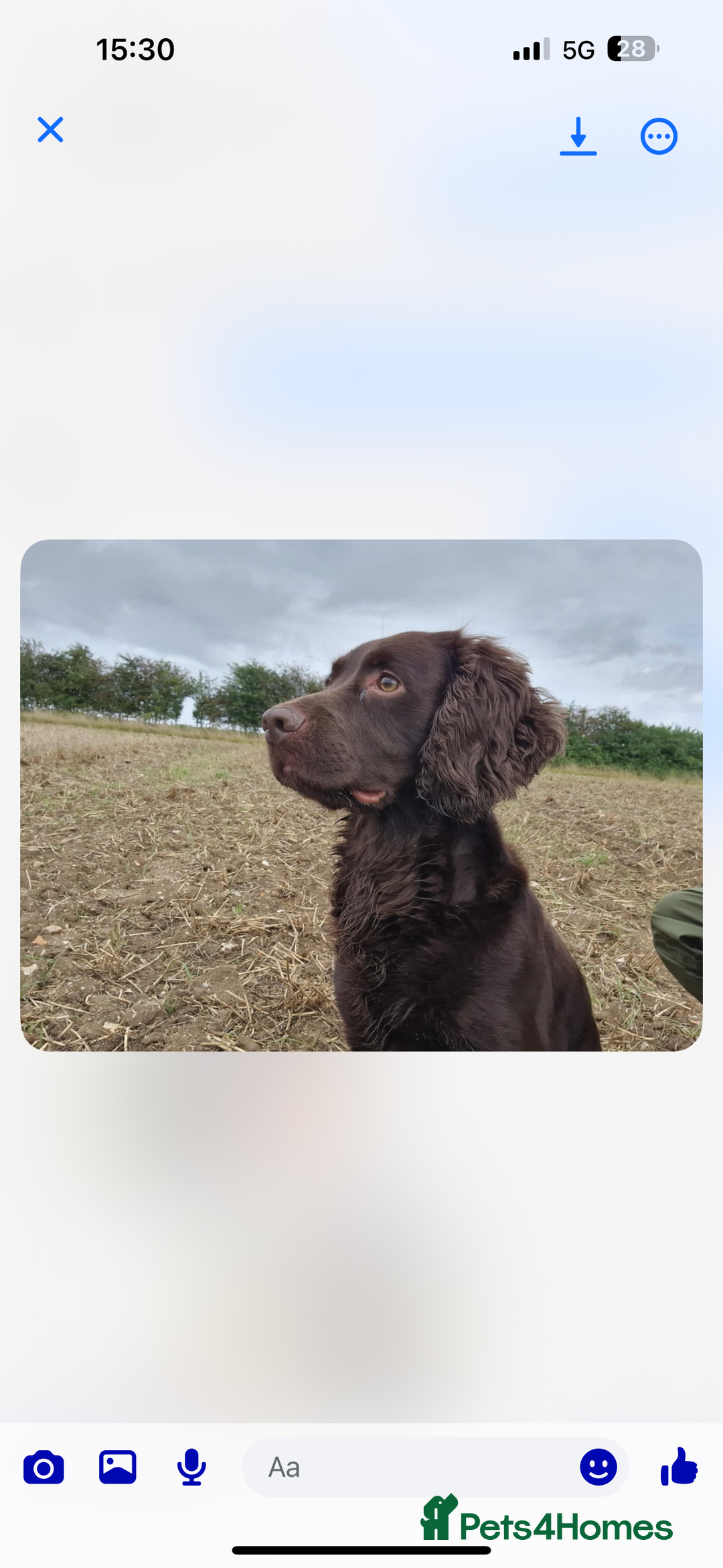 Cocker Spaniel dogs for sale: Cocker spaniel puppy’s  - Advert 6