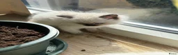 Ragdoll cats for sale: Amazing pure ragdolls  - Advert 14