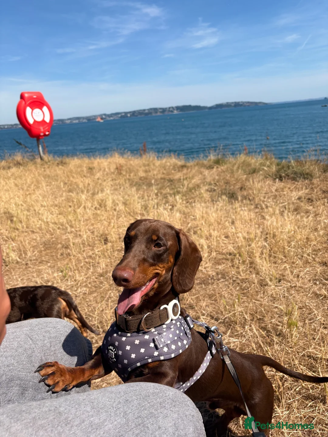Dachshund dogs for stud: Orpheus  - Advert 2