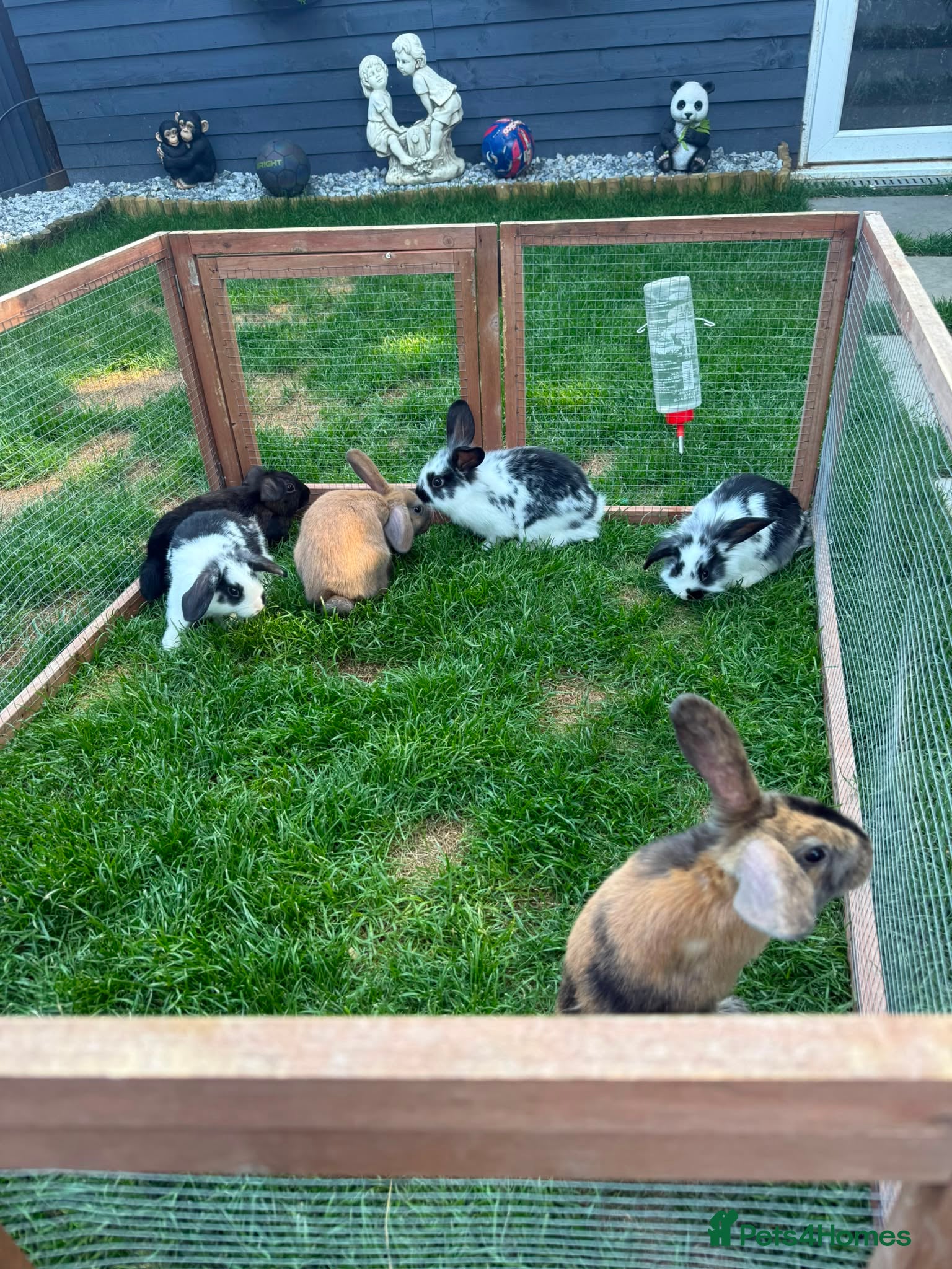 Mini Lop rabbits 5 adorable bunnies for sale  - Advert 1