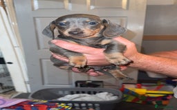 Miniature Dachshund dogs for sale: Beautiful miniature dachshunds for sale - Image 4