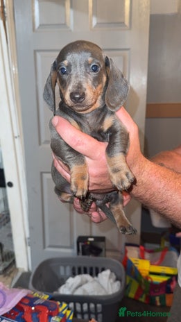 Miniature Dachshund dogs - Advert 8