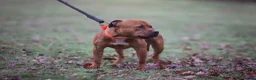 Staffordshire Bull Terrier dogs for sale: Staffy boy - Advert 2