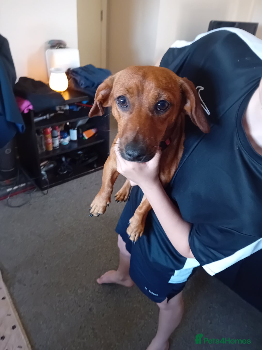 Dachshund dogs for sale: 2 dogs for sale  - Image 5