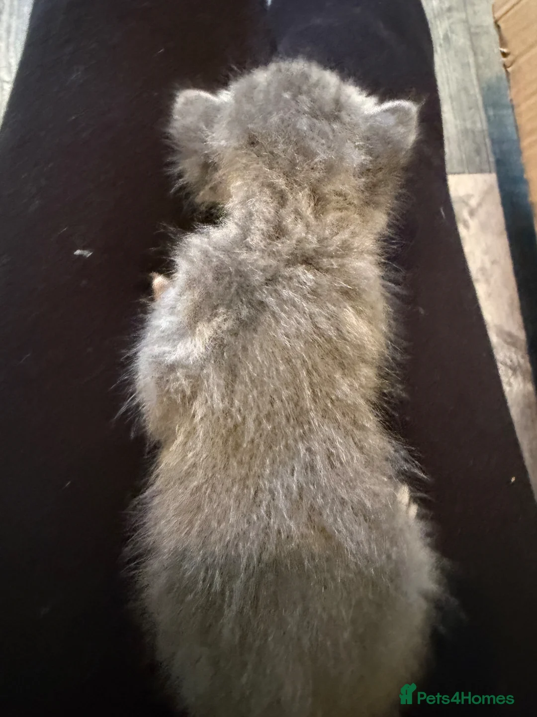 Mixed Breed cats for sale: 1 grey female 4 tabby female kittens - Advert 2