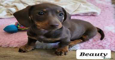 Miniature Dachshund dogs - Advert 15