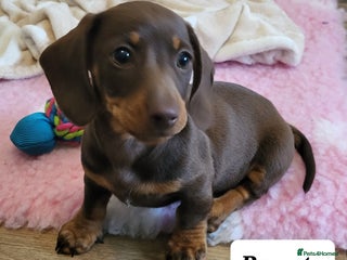 Miniature Dachshund dogs - Advert 5