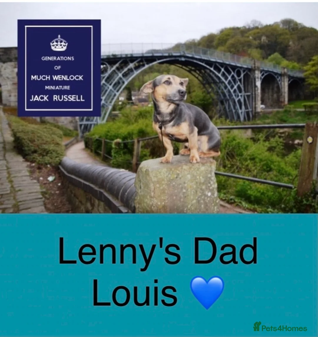 Jack Russell dogs for stud: Lenny Son of Much Wenlock Louie in Wokingham - Advert 4