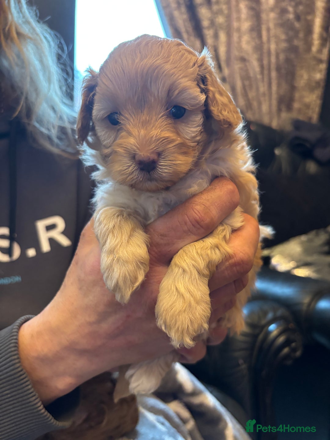 Cavapoo dogs for sale: Beautiful F1B cavapoo puppies - Advert 6
