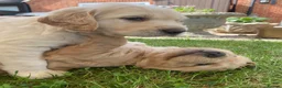 Golden Retriever dogs for sale: Golden Retriever Puppies in Thatcham - Advert 26