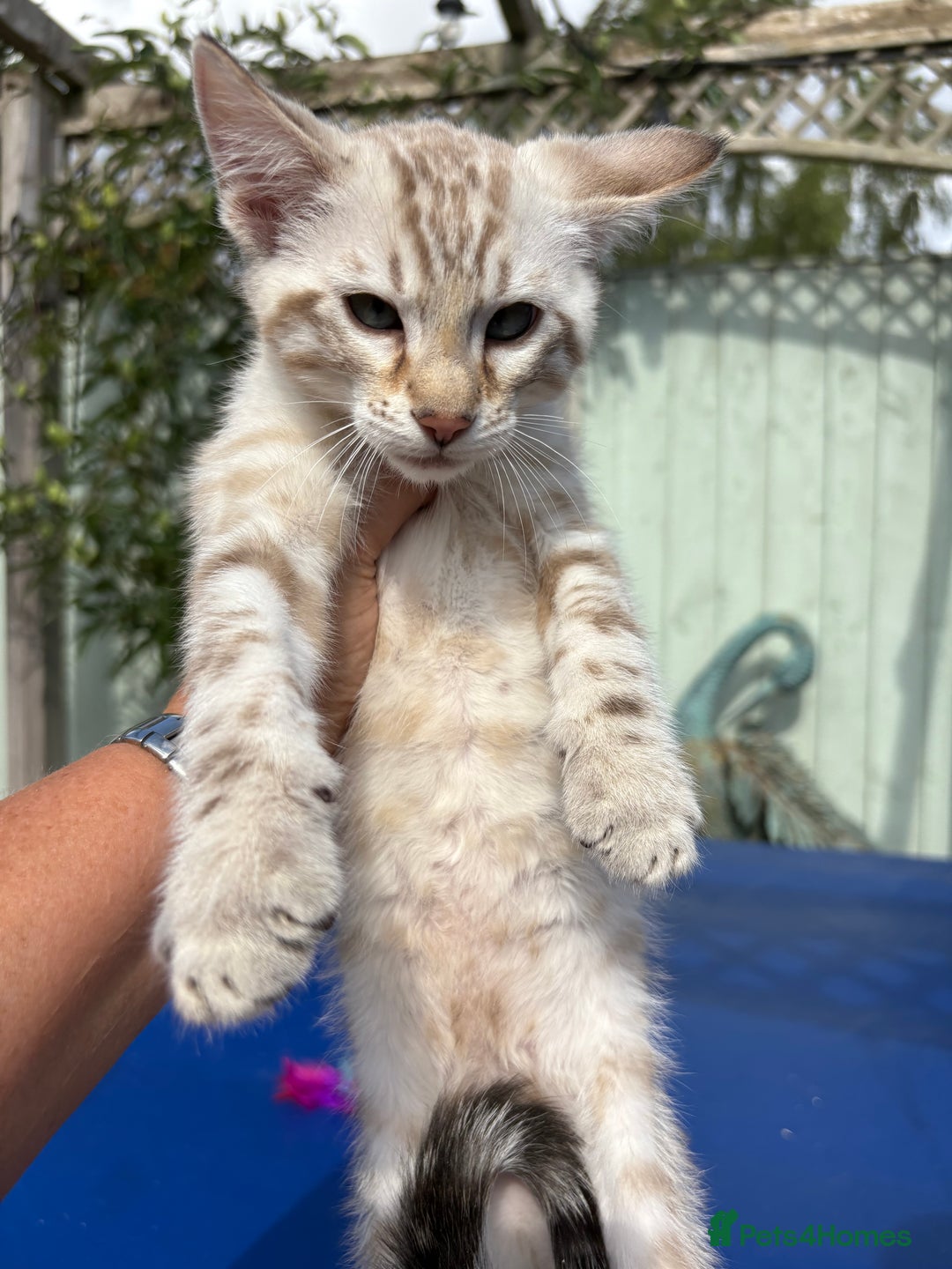 Savannah cats for sale: Superb snow leopard boys - Image 18