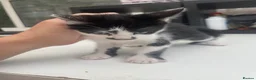 Mixed Breed cats for sale: 5 Adorable Kittens – Playful & Cute  - Advert 4