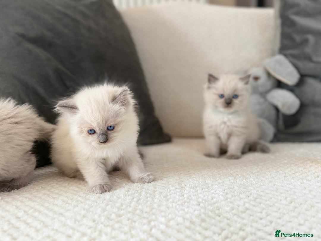 Ragdoll cats for sale: Stunning Bluepoint Ragdoll Kittens for sale - Image 26