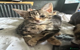 Bengal cats for sale: 5 females bengal cats  - Image 1