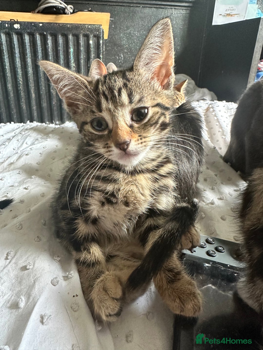 Bengal cats for sale: 5 females bengal cats  - Image 1