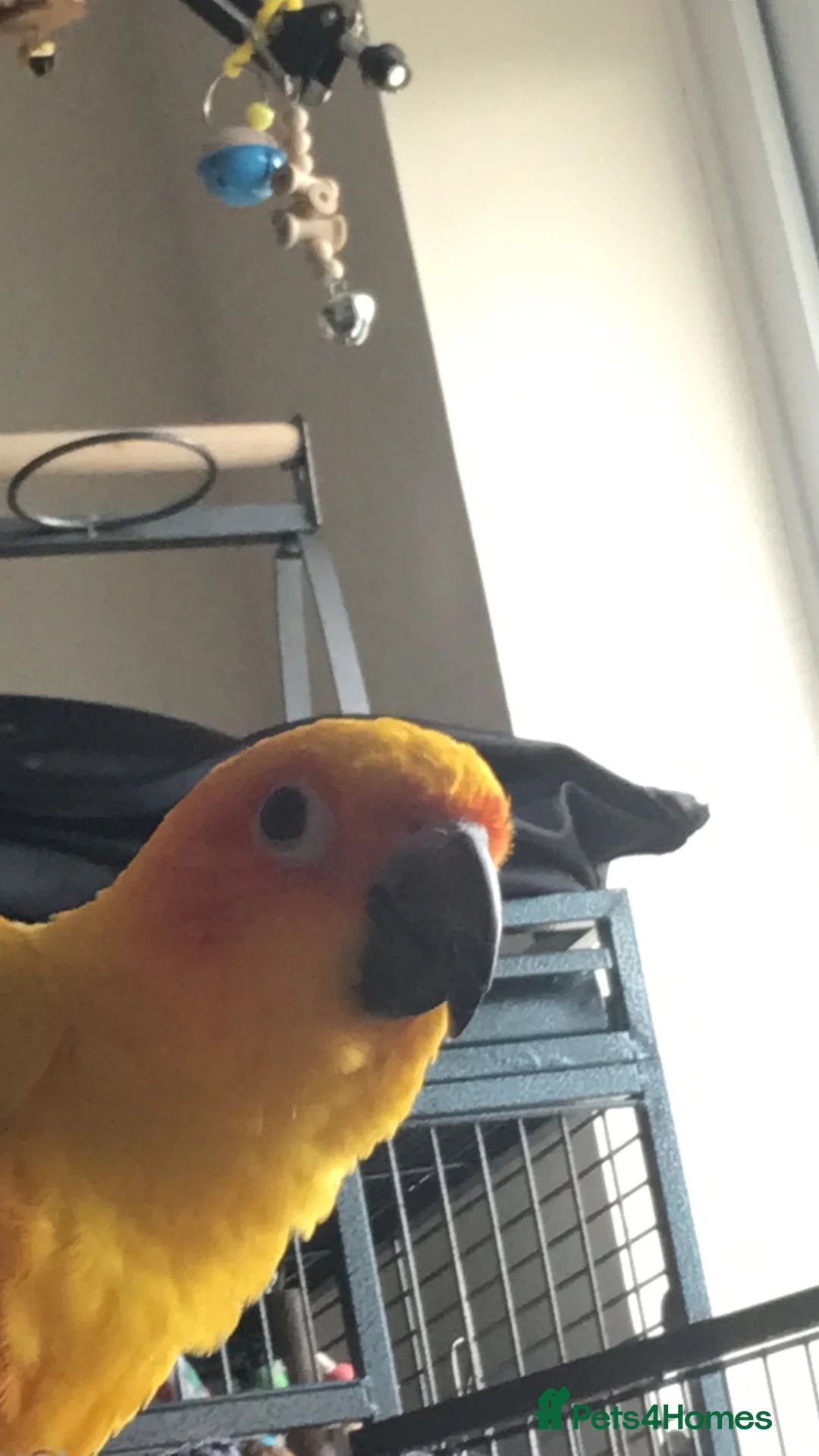 Conures birds for sale: Hyper Yellow Sun Conure in Chichester - Advert 2