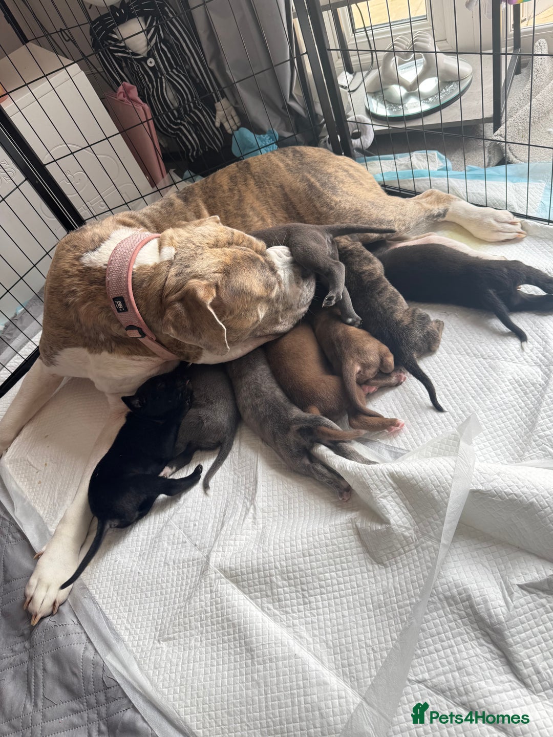 Mixed Breed dogs for sale: Beautiful American bulldog x cane corso puppies - Image 6