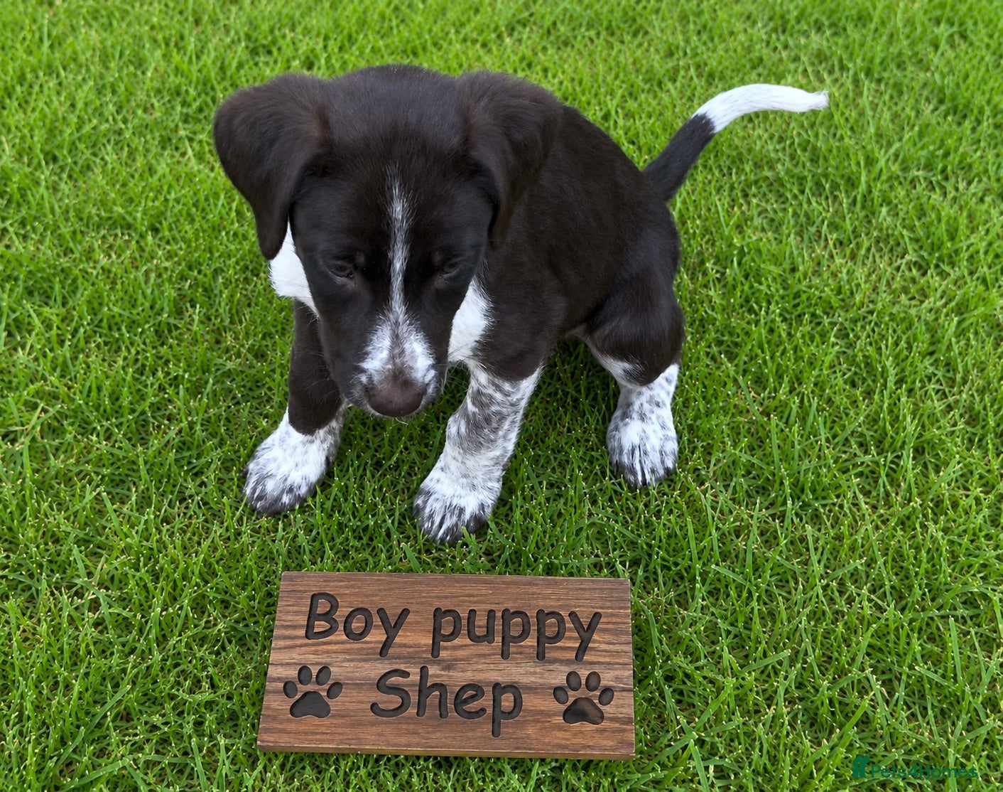 Border Collie dogs Red Border Collie x Cocker Spaniel - Advert 2