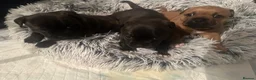 Staffordshire Bull Terrier dogs for sale: 🐾 Beautiful Brindle Staffordshire Terrier Boy  - Advert 9