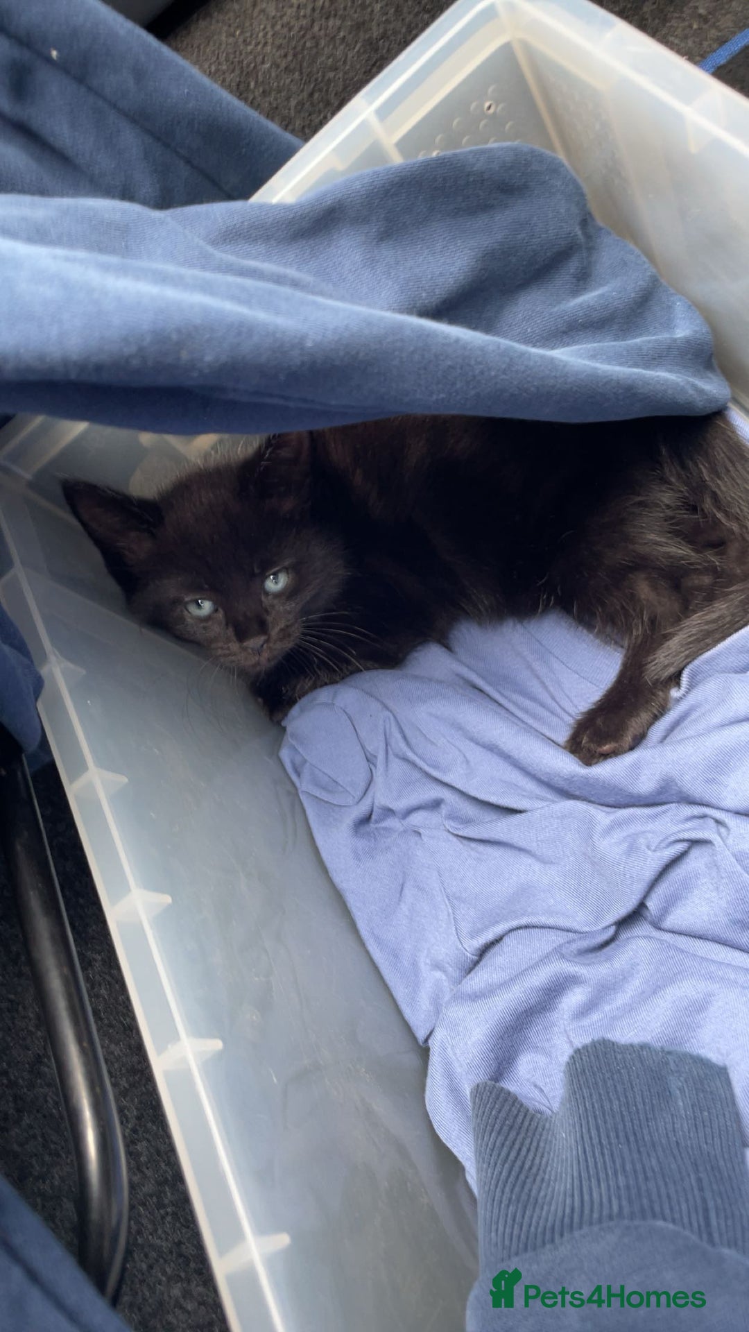 Mixed Breed cats for sale: Beautiful Rag Doll Mix Kitten for re homing  - Image 5