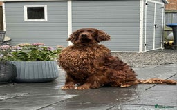 Irish Setter dogs for stud: KC CH line Irish Setter Stud  - Image 5