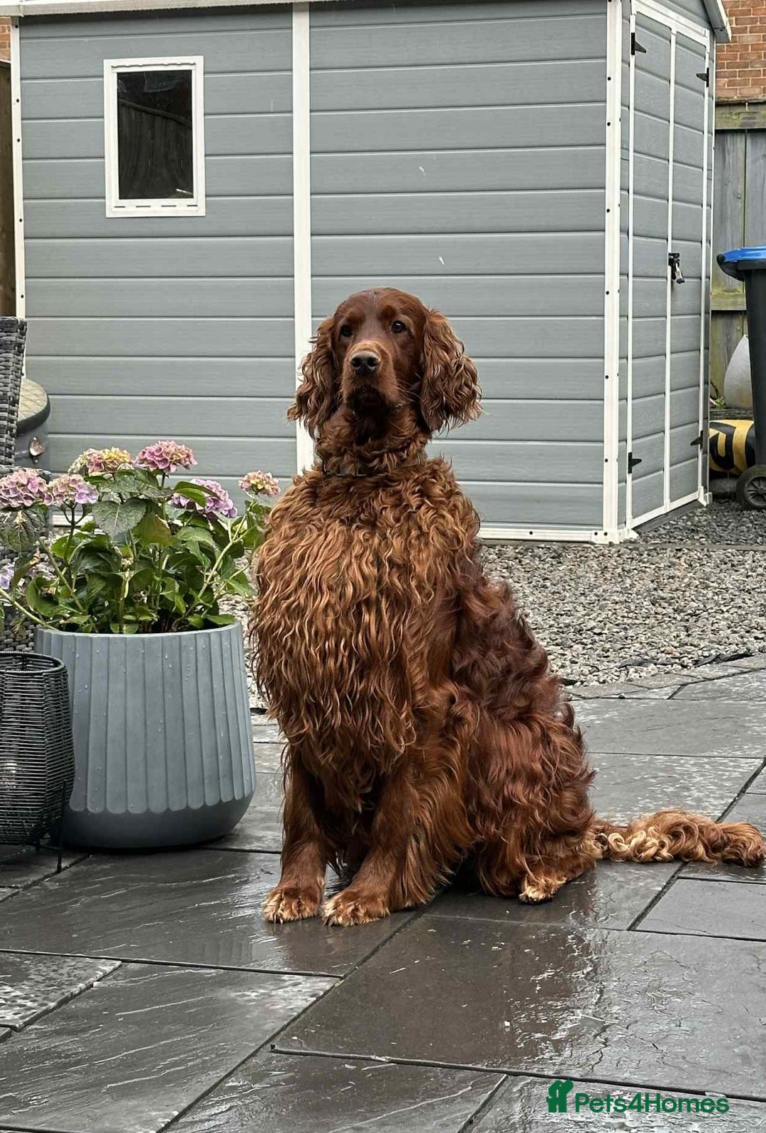 Irish Setter dogs for stud: KC CH line Irish Setter Stud  - Image 5