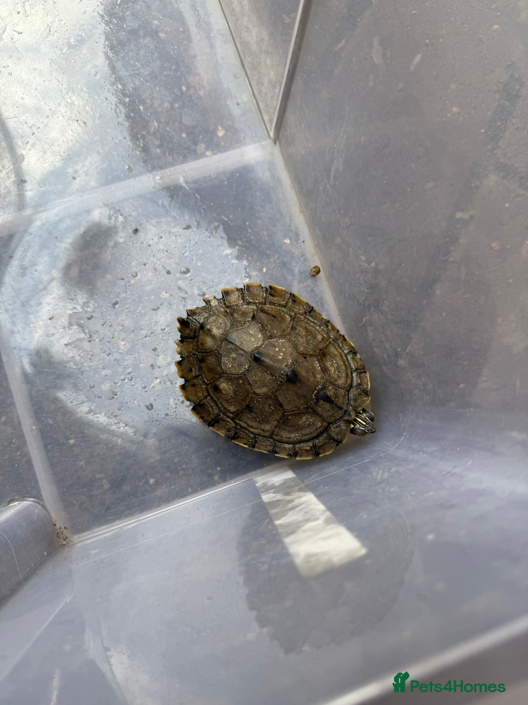 Turtle reptiles for sale: Musk and Mississippi map turtles  - Image 2