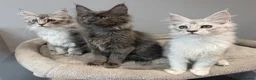 Maine Coon cats for sale: Stunning Maine Coon Kittens Shaded Lines - Advert 5