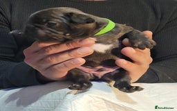 French Bulldog dogs for sale: 2 Girls and 4 Boys - Image 31