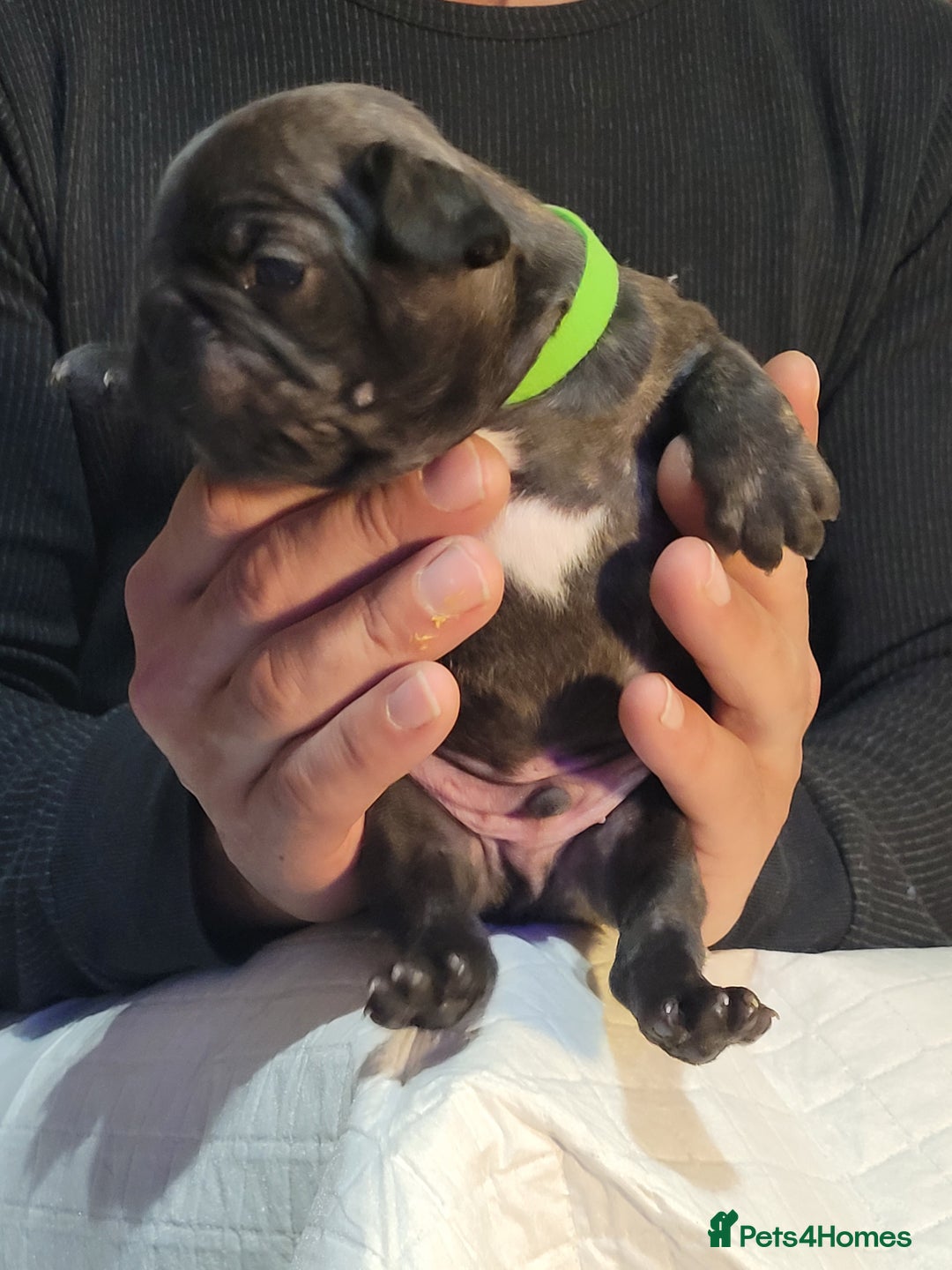 French Bulldog dogs for sale: 2 Girls and 4 Boys - Image 31