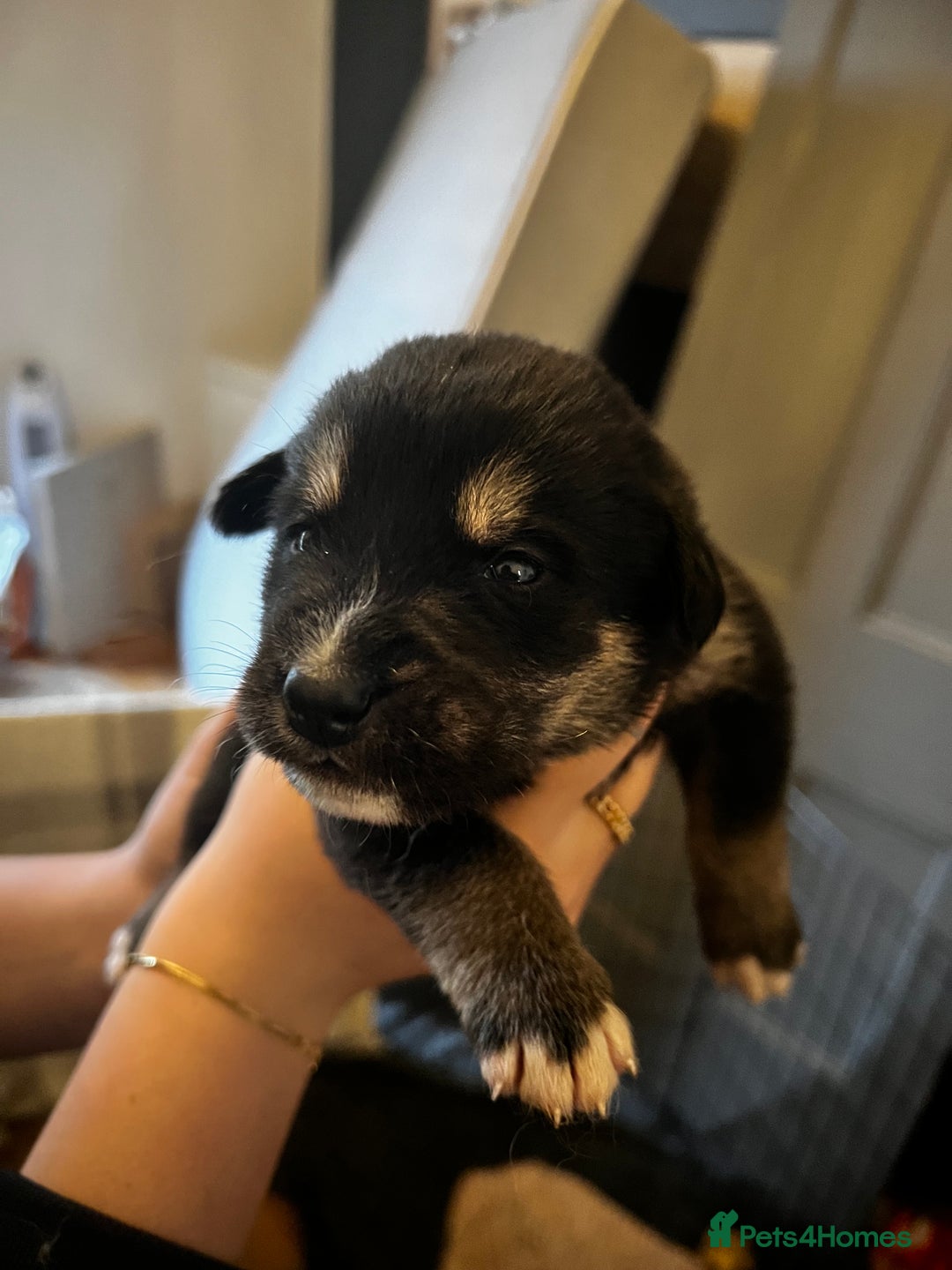 Mixed Breed dogs for sale: Bernese X Huskydor Pups - Advert 11