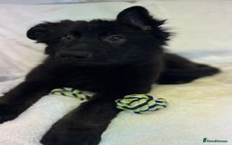 German Shepherd dogs for sale: Pedigree Long Haired German Shepherd  - Image 1