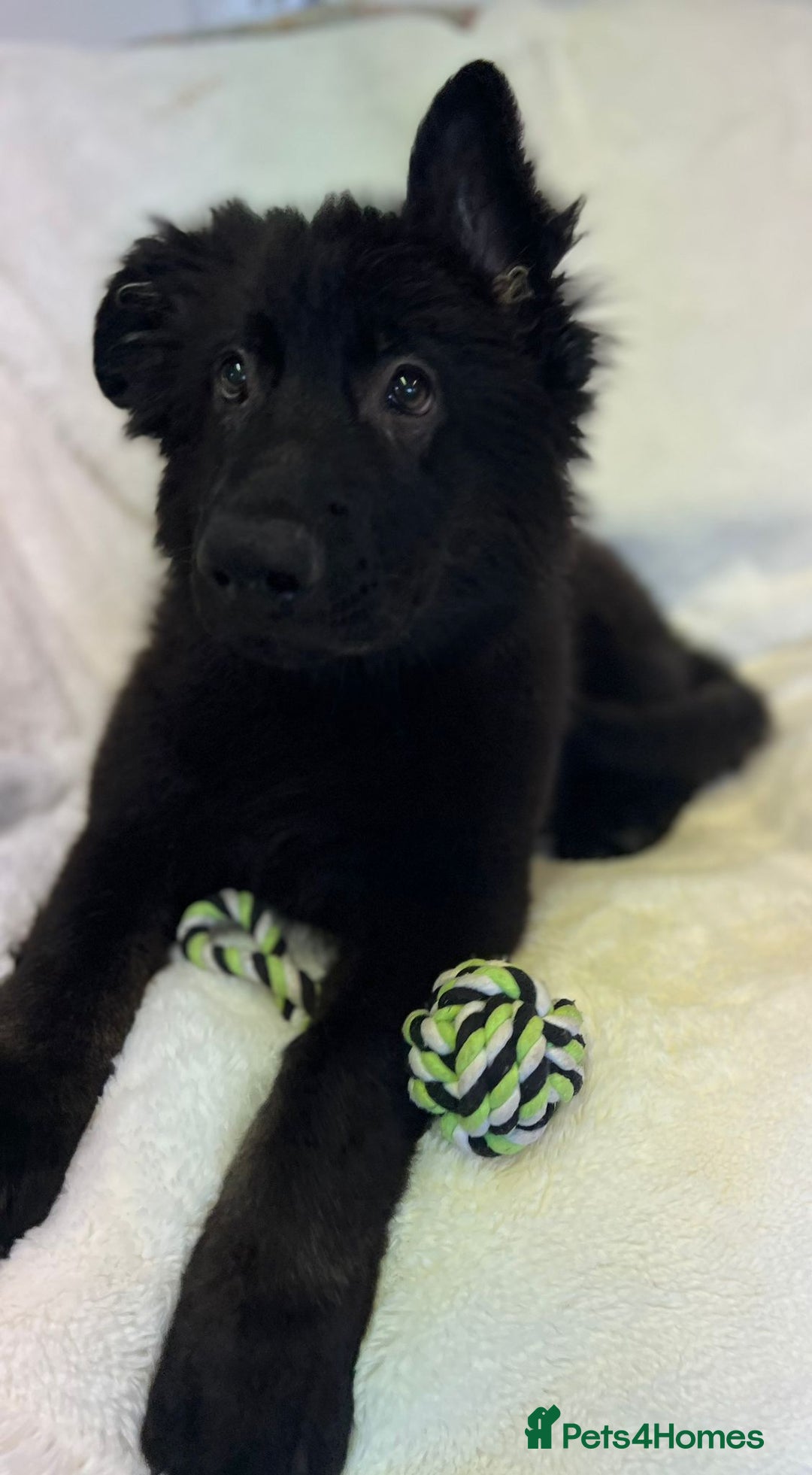 German Shepherd dogs for sale: Pedigree Long Haired German Shepherd  - Image 1